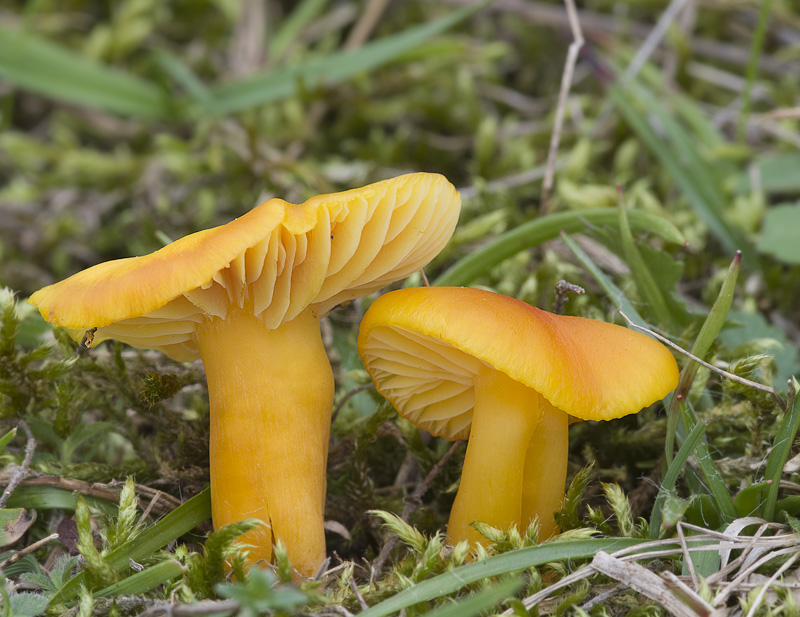 Hygrocybe quieta